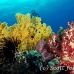coral_soft_ni_h_0705_png1647.jpg